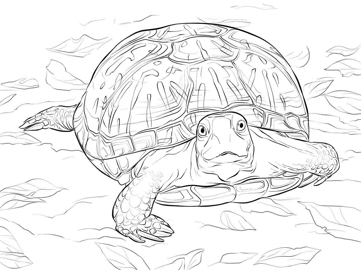 Раскраски Черепаха черепашка  Черепаха среди листьев, панцирь черепахи