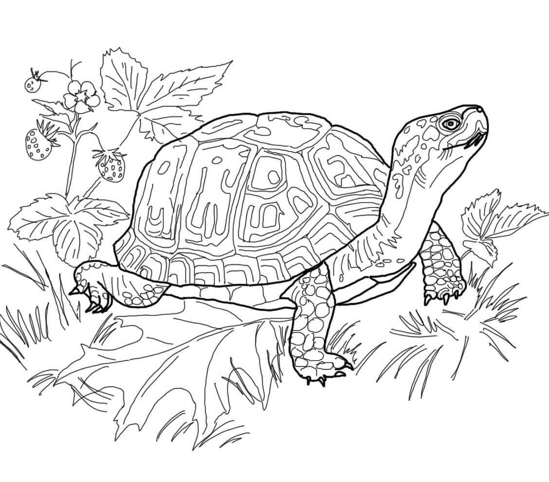 Раскраски Черепаха черепашка  Черепаха с красивым панцирем, цветущая земляника, поляна с листьями
