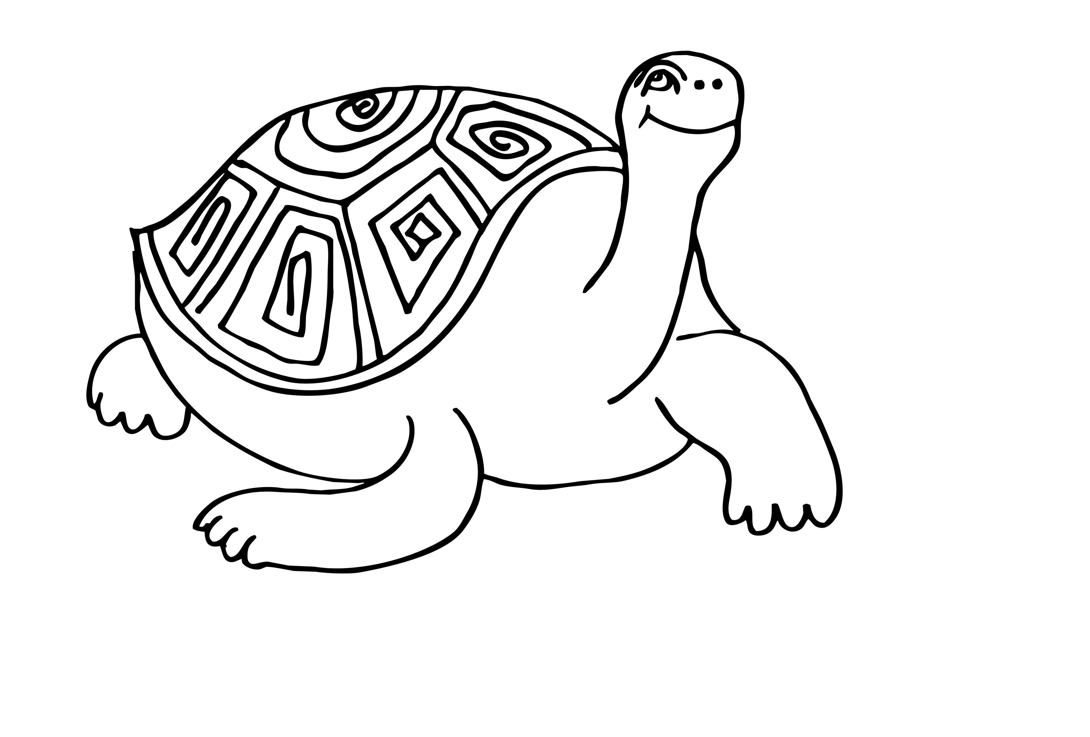 Раскраски Черепаха черепашка  Черепаха