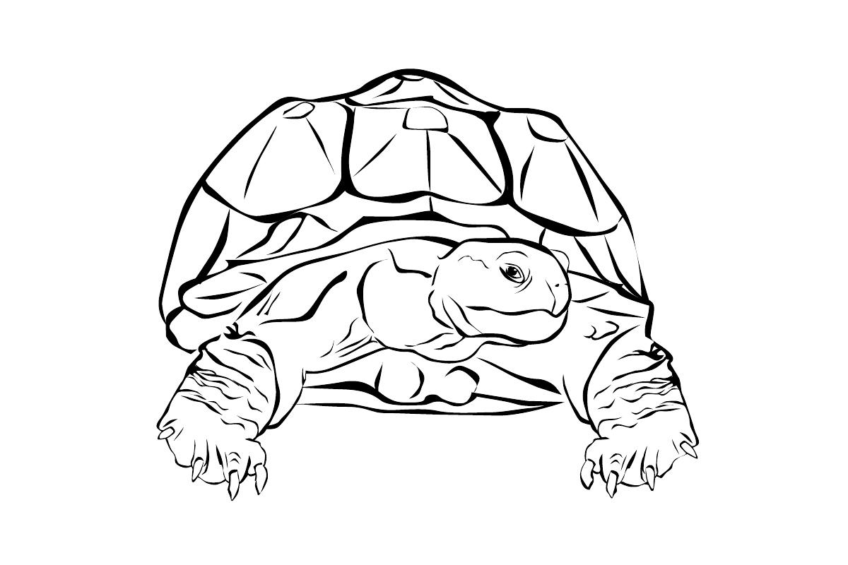 Раскраски Черепаха черепашка  Черепаха с рельефным панцирем