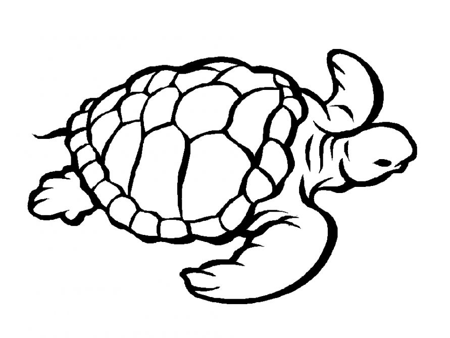 Раскраски Черепаха черепашка  Черепаха вид сверху