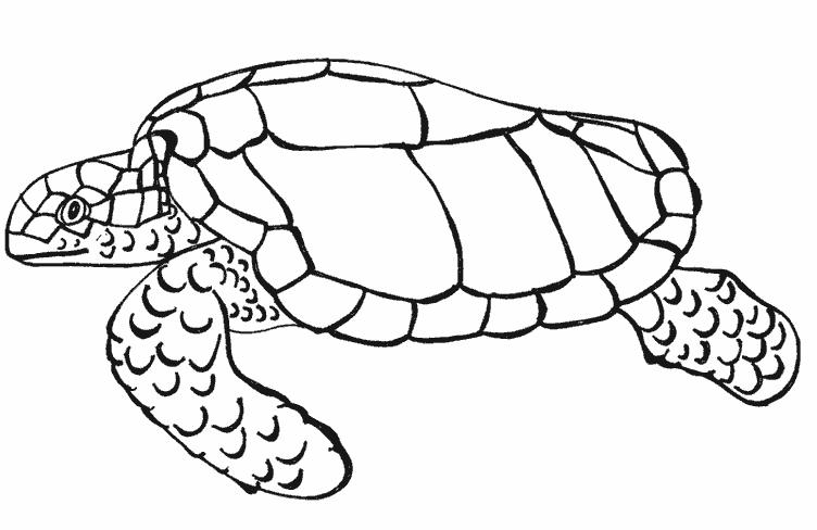 Раскраски Черепаха черепашка  Черепаха ползет