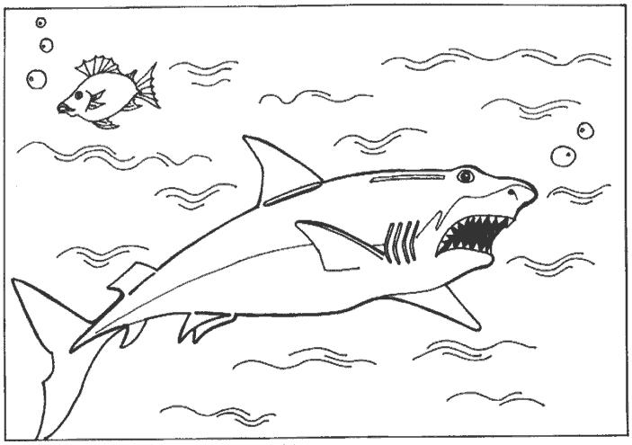раскраски акула акулы   Акула и рыба