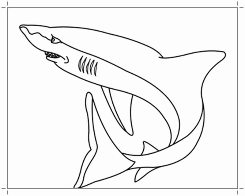 раскраски акула акулы   Акула плывет