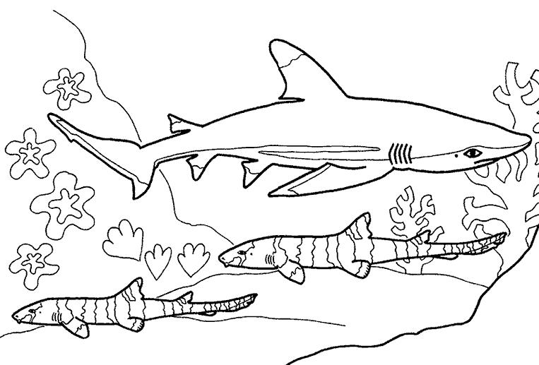 раскраски акула акулы   Акула и другие подводные обитатели