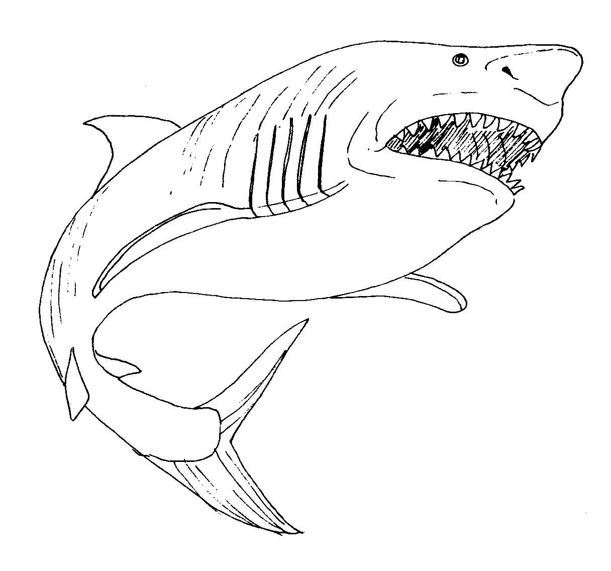 раскраски акула акулы   Акула с открытым ртом