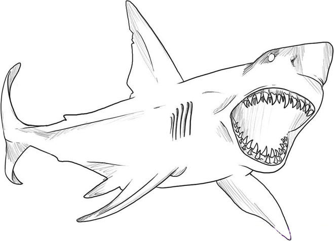 раскраски акула акулы   Страшная акула с открытой пастью