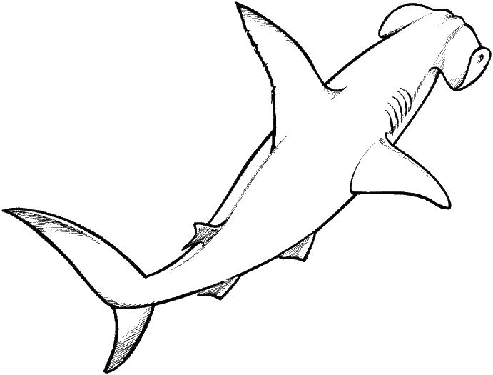раскраски акула акулы   Акула молот