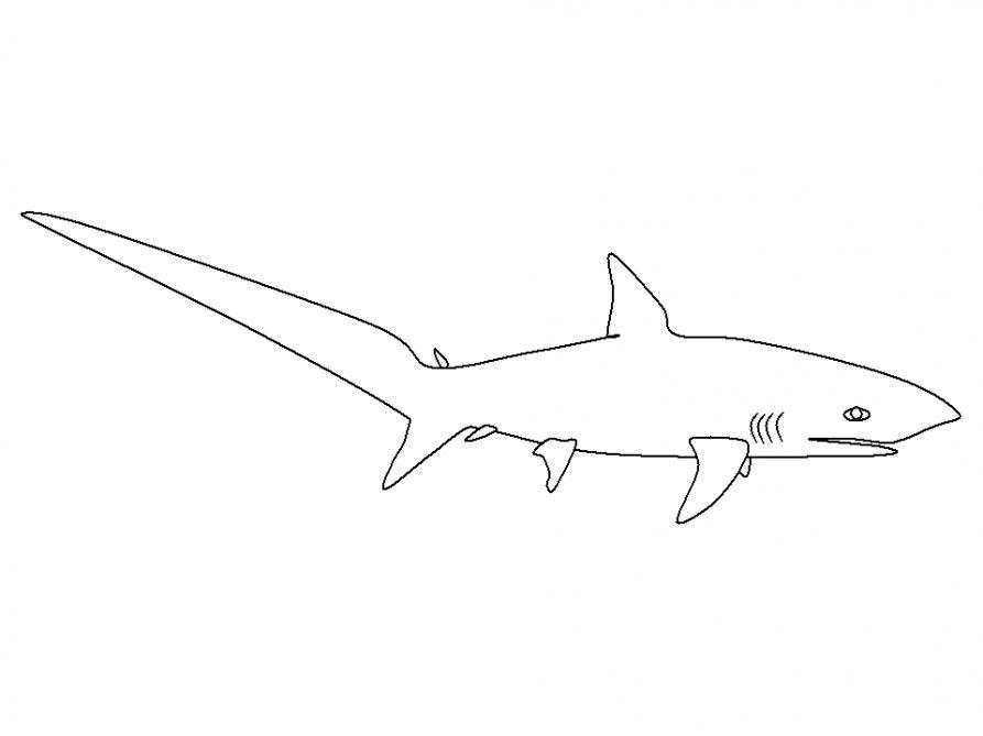 раскраски акула акулы   Рыба акула