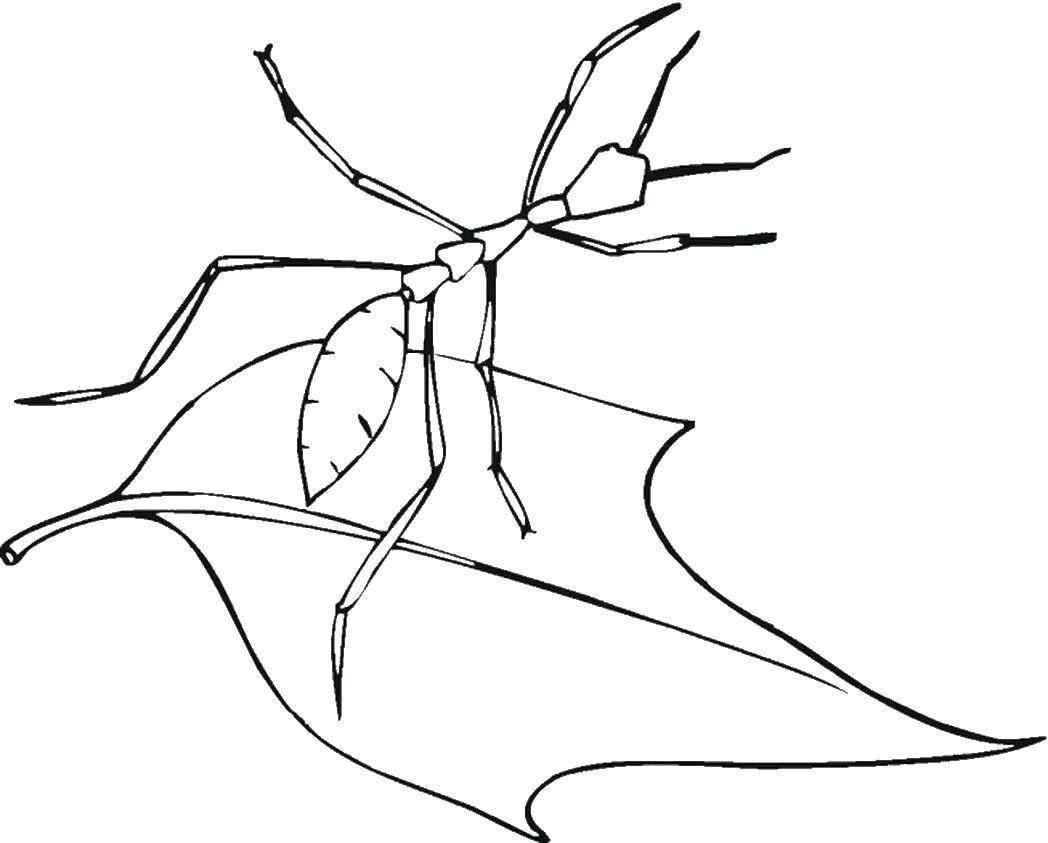 Раскраски муравей муравьи   Муравей на листочке