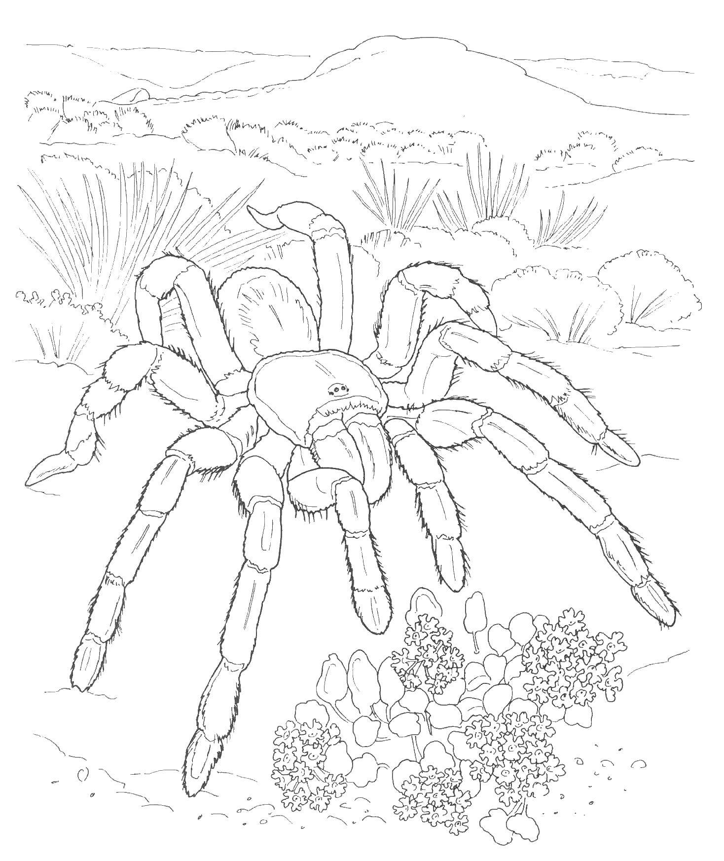  Тарантул в пустыне Качественная раскраска для школьников. Большой паук с ворсинками рядом с цветами.