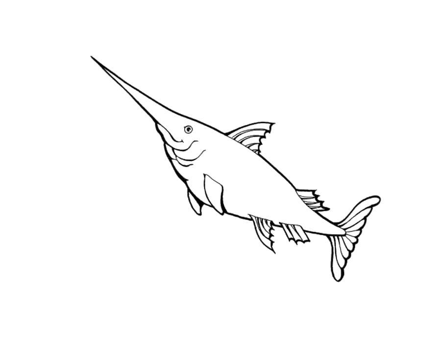 Раскраски рыба рыбы  Рыба-меч