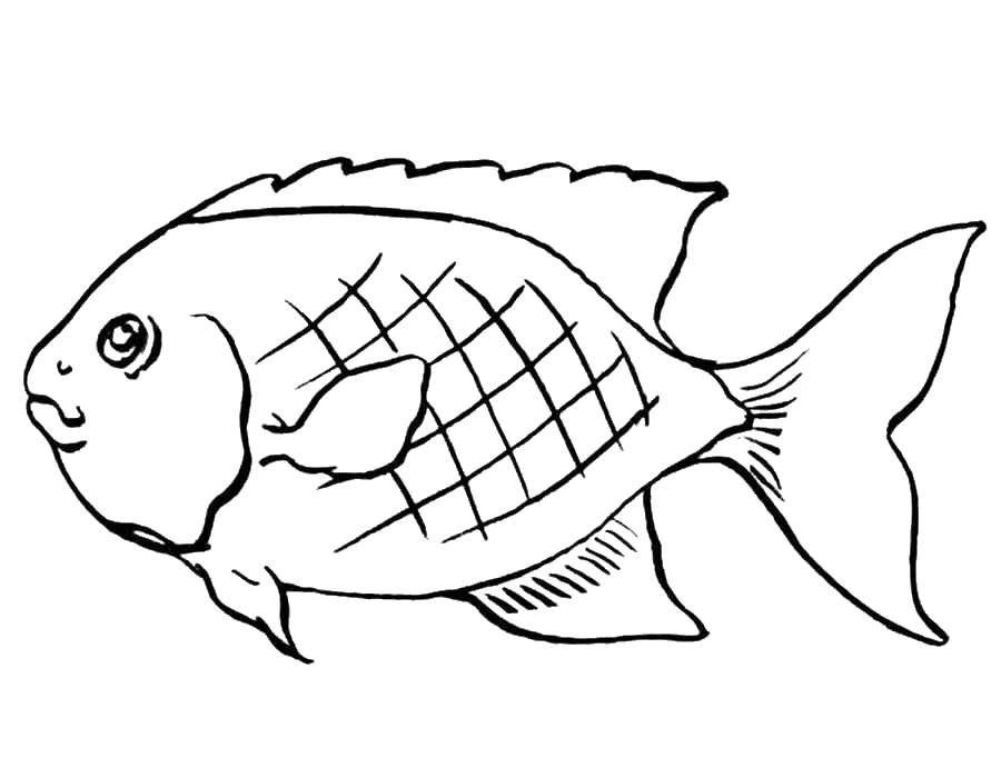 Раскраски рыба рыбы  Рыба с гребешком