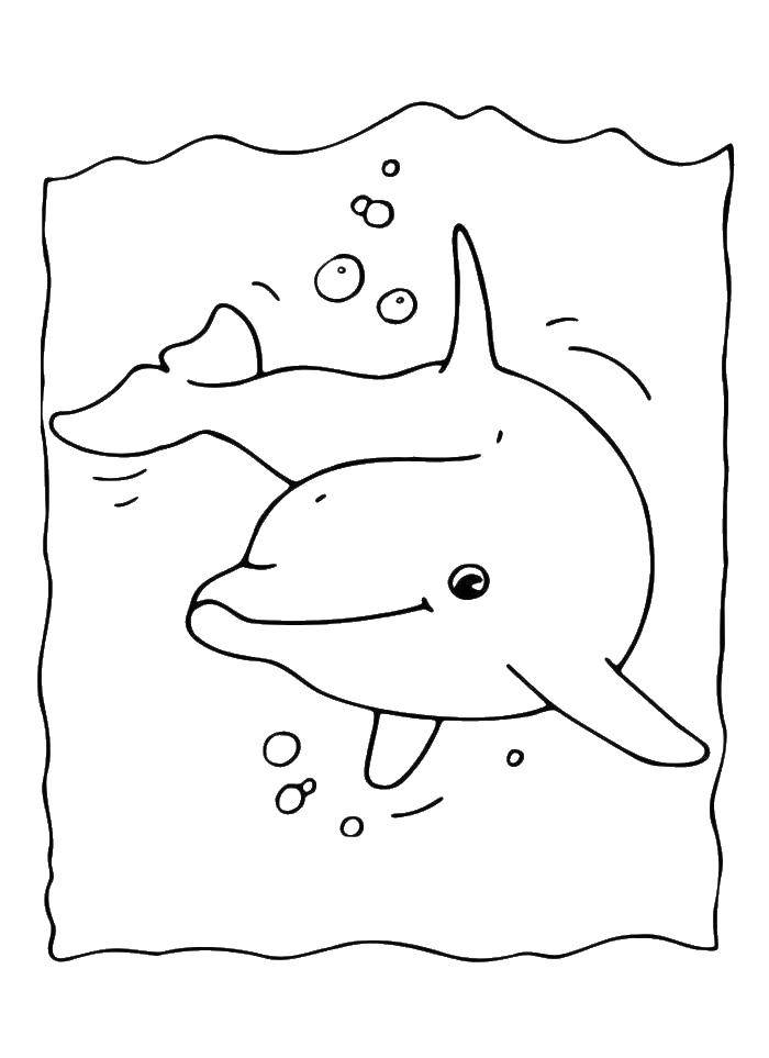 Раскраски дельфины дельфин   Дельфинчик в воде