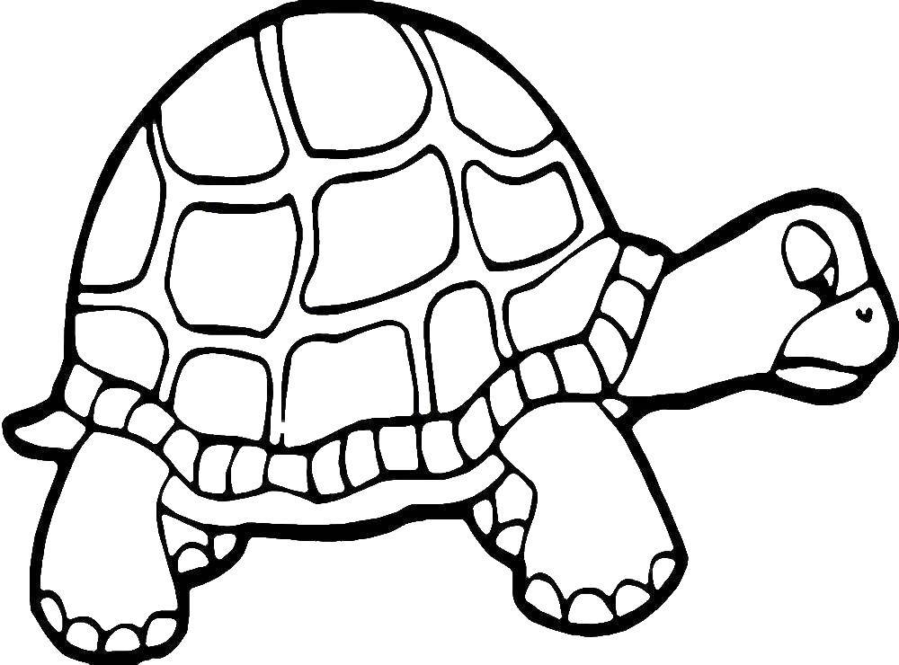 Раскраски Черепаха черепашка  Грустная черепаха