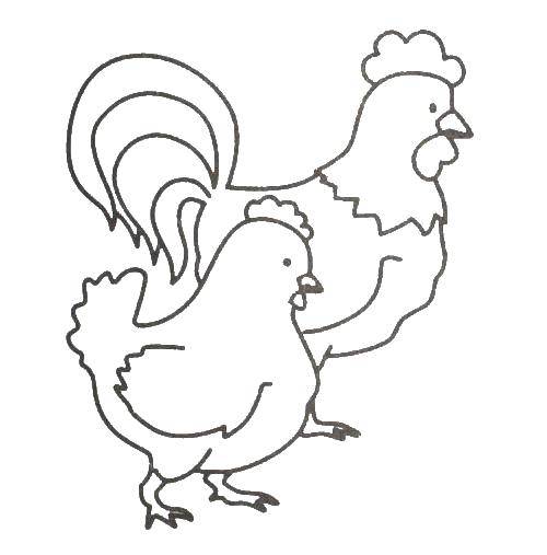Раскраски птиц курица  петух яйцо цыпленок  Петух и курица