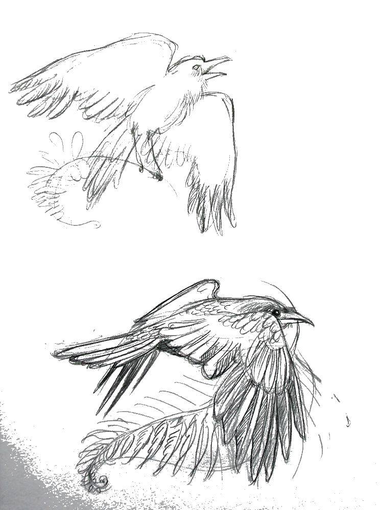 раскраски ворон вороны ворона  Учимся рисовать ворону