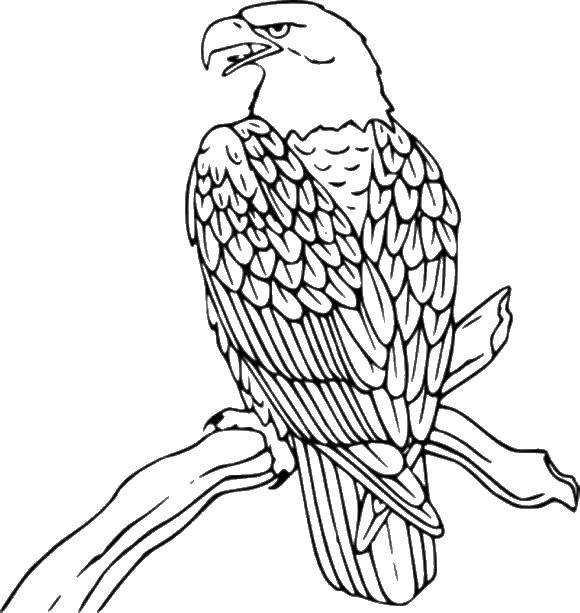 раскраски орел орлы  Орел на дереве