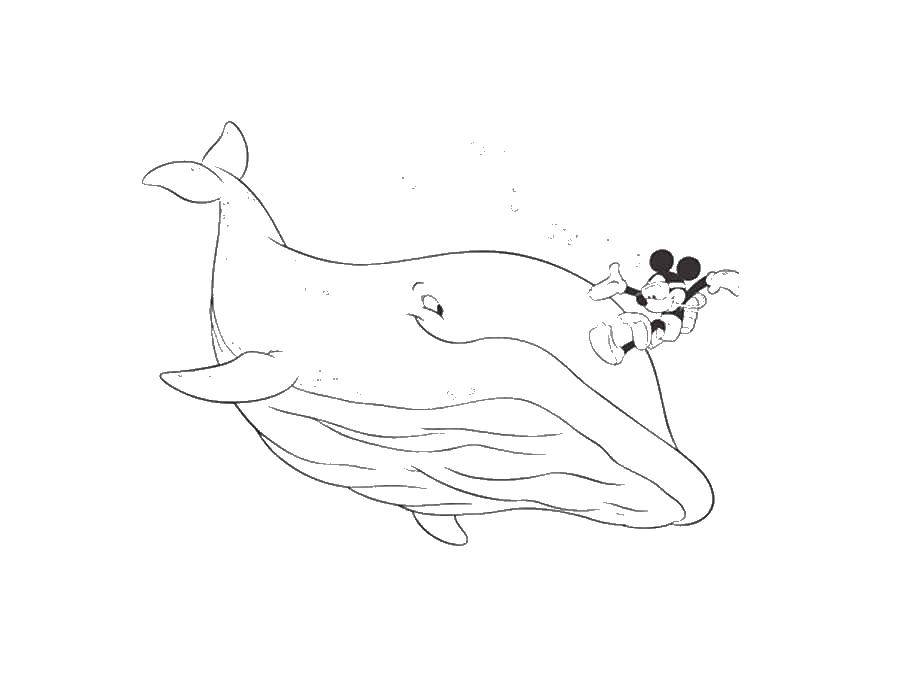 Раскраски с микки маусом для самых маленьких  Микки маус и кит