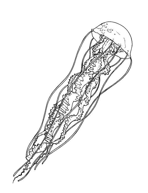 Раскраски медуза медузы  Длинная медуза