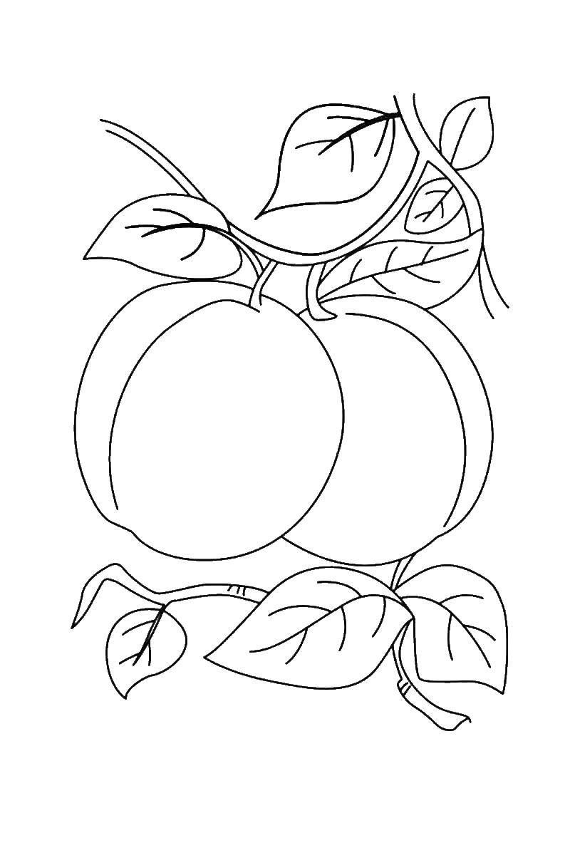 раскраски фрукты яблоки бананы груши персики виноград  Фрукты на дереве