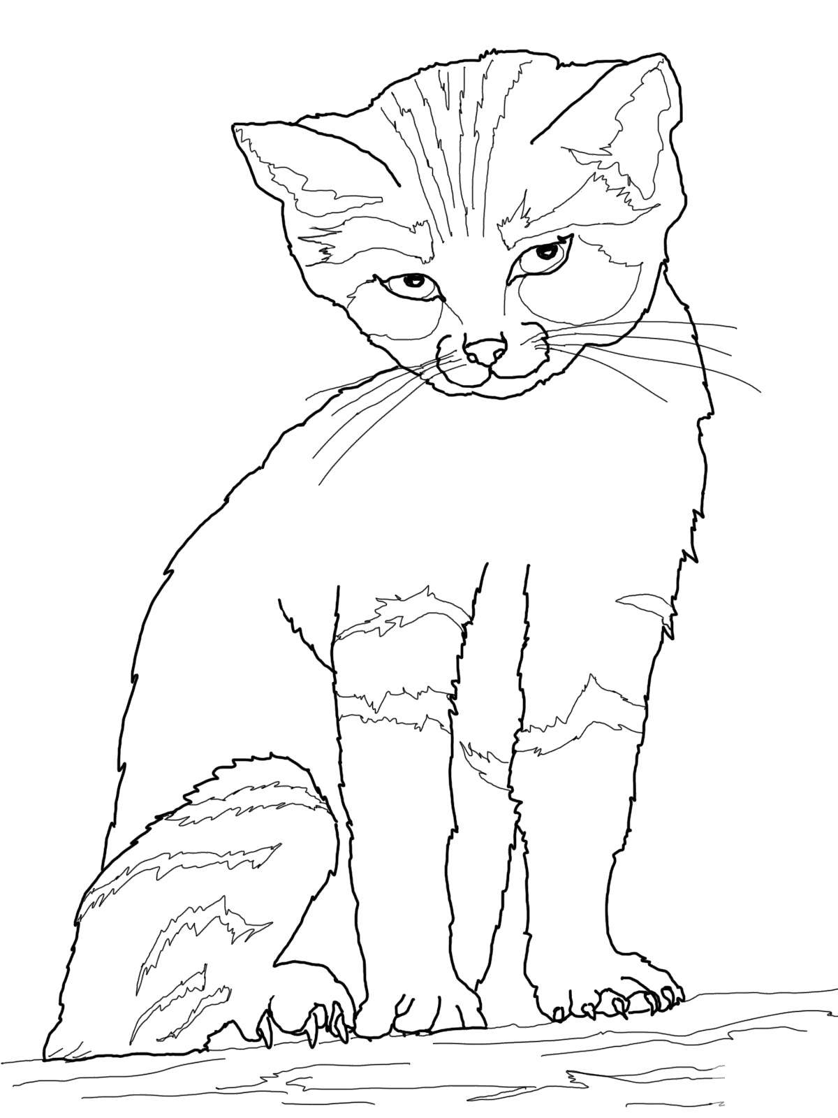 Раскраски кот кошки котята коты  Хитрый котёнок