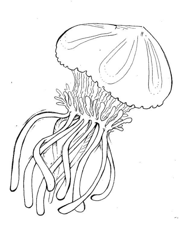 Раскраски медуза медузы  Океанская медуза