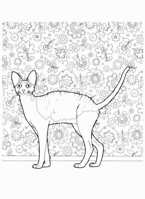 Раскраски кошка кот котята   Рисунок египетской кошки мау