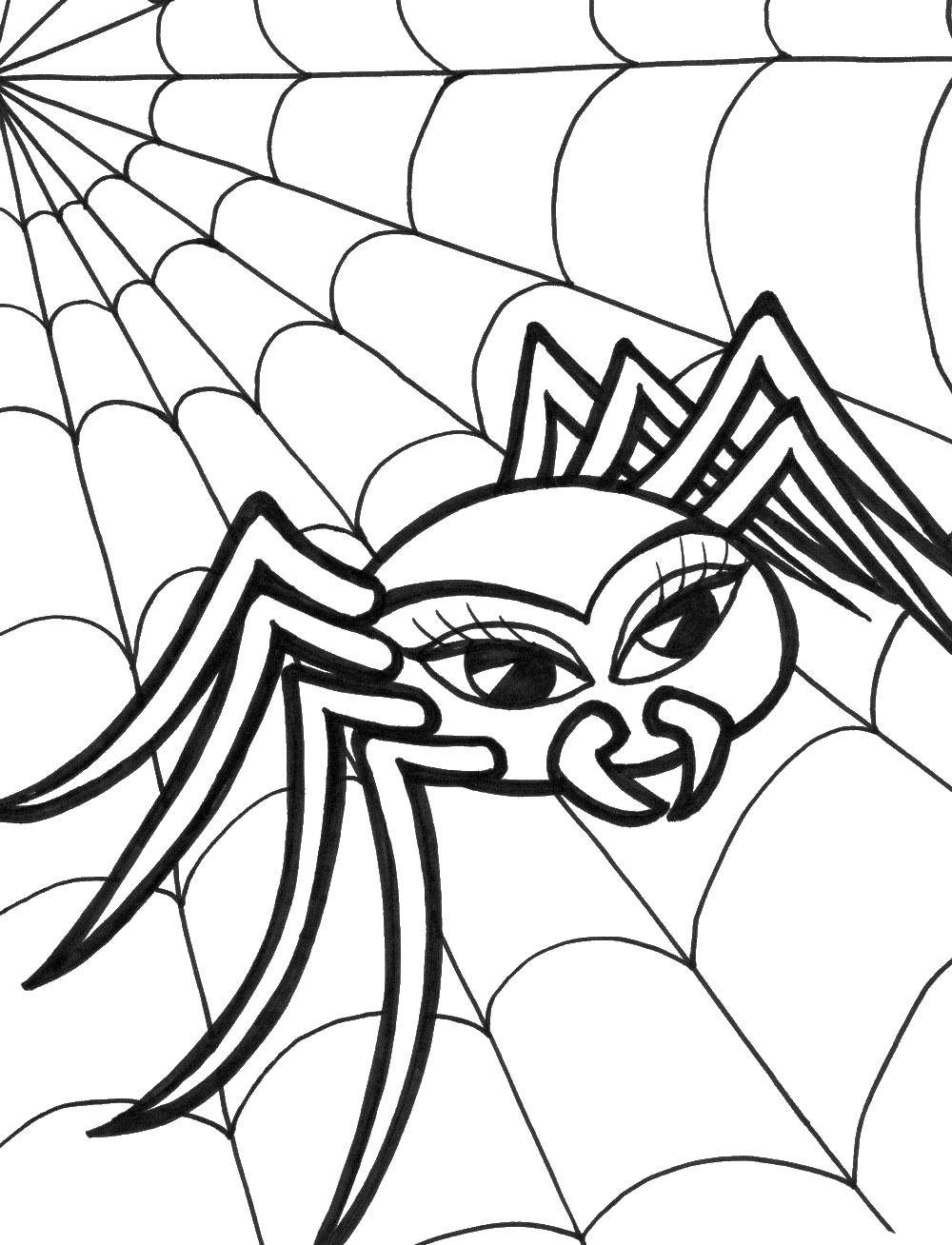 Раскраски пауки паук паучки  Черная вдова