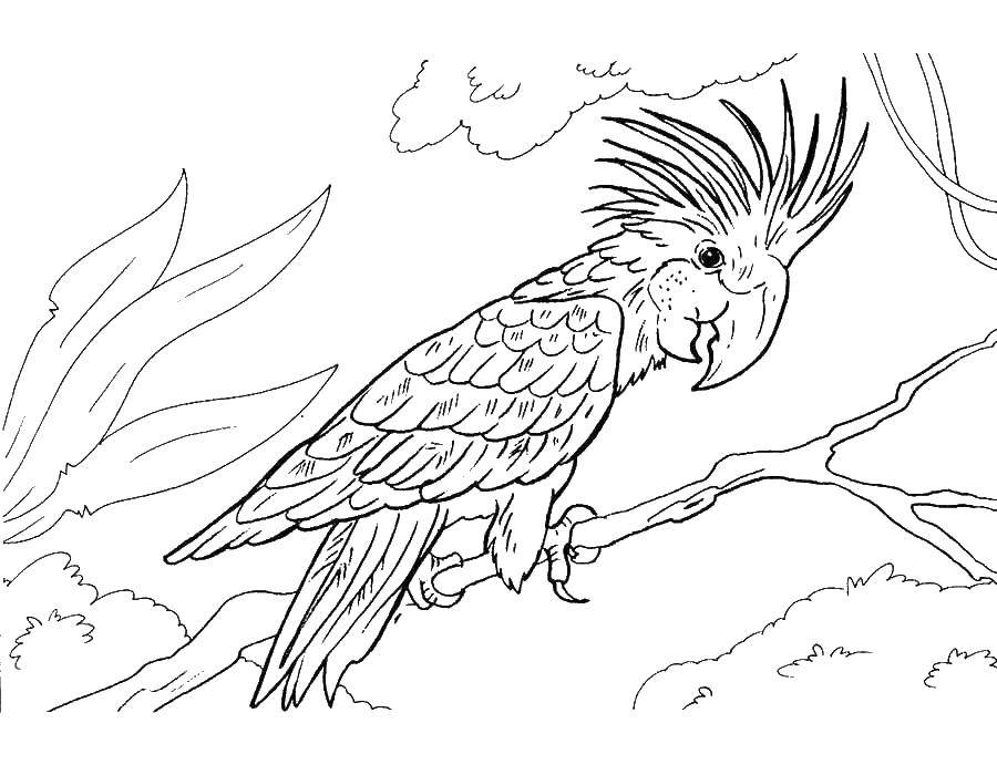 Раскраски попугай попугайчик самка попугай  Экзотический попугай