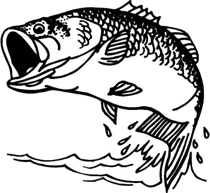 Раскраски рыба рыбы  Озерная рыба