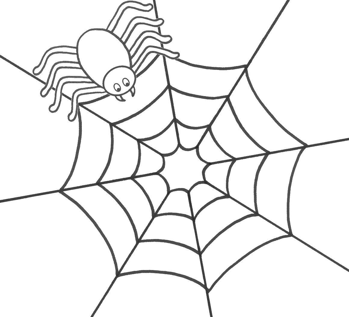 Раскраски пауки паук паучки  Паучок на паутине
