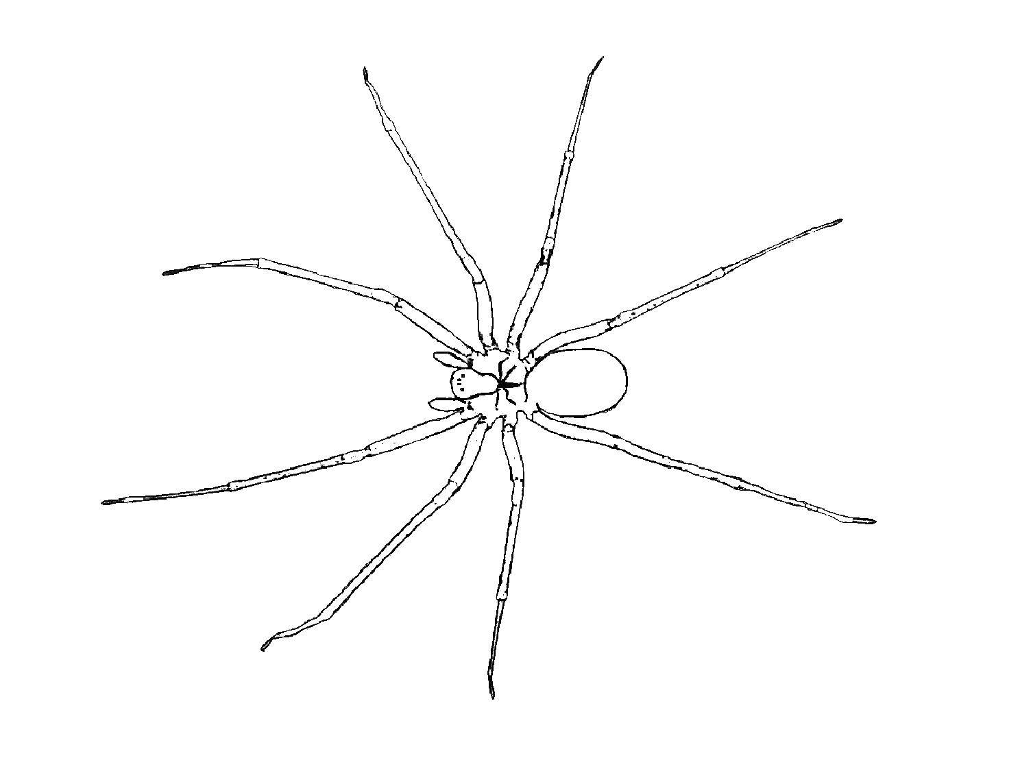 Раскраски пауки паук паучки  Паук с длинными лапами
