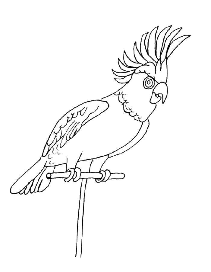 Раскраски попугай попугайчик самка попугай  Попугай какаду