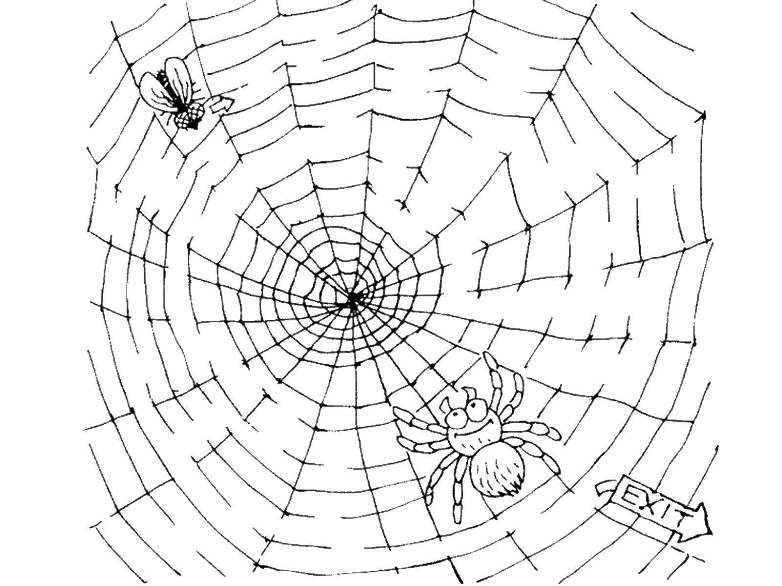 Раскраски пауки паук паучки  Паук ловит муху
