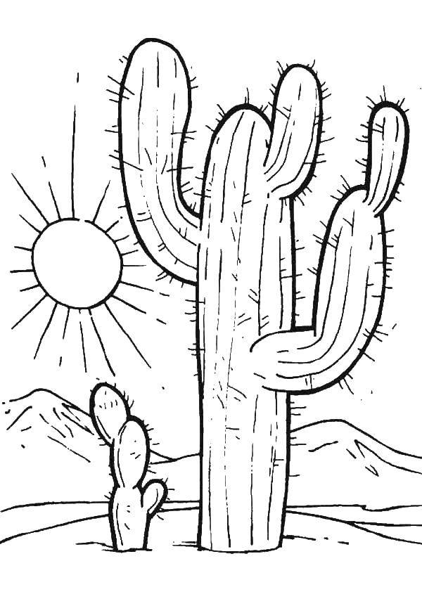  Кактусы в пустыне Большой кактус под солнцем.