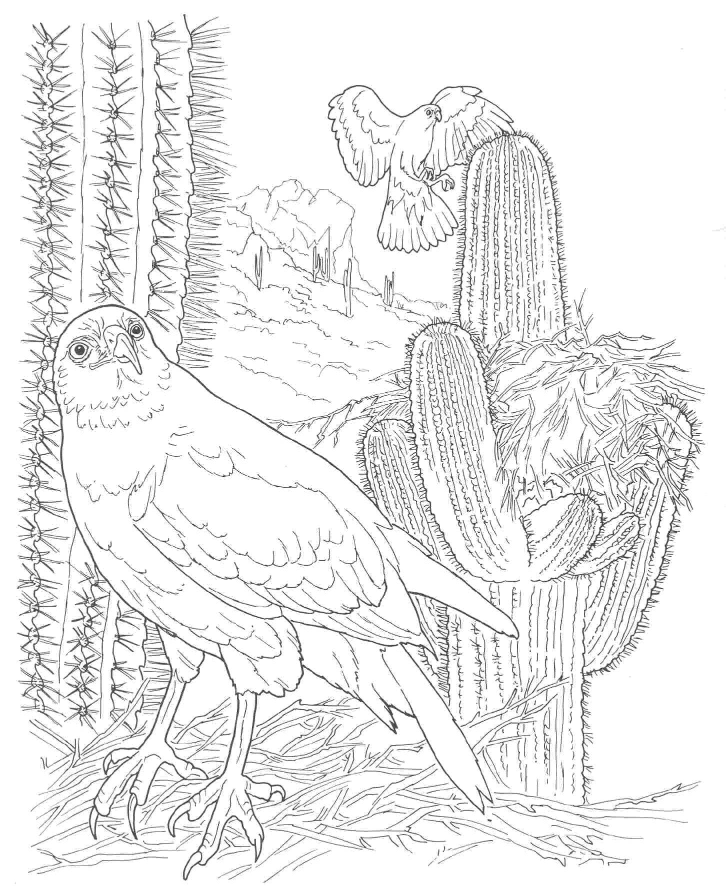 Очень красивая раскраска для подростков с птицами. Орел садится на кактус.