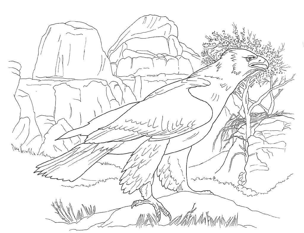 Орёл в пустыне Орел с перьями на лапках стоит на камне возле сухой травы.