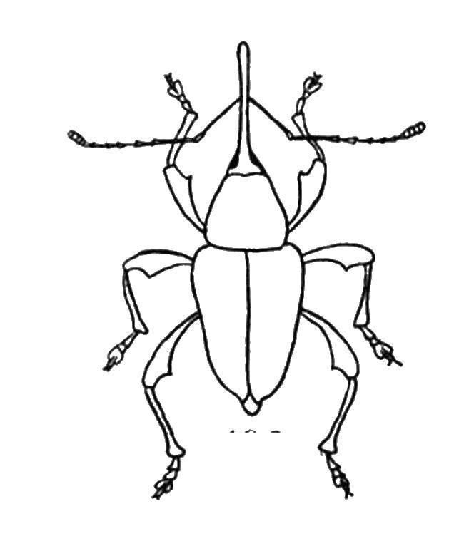 раскраски жуки жучки   Большой жук