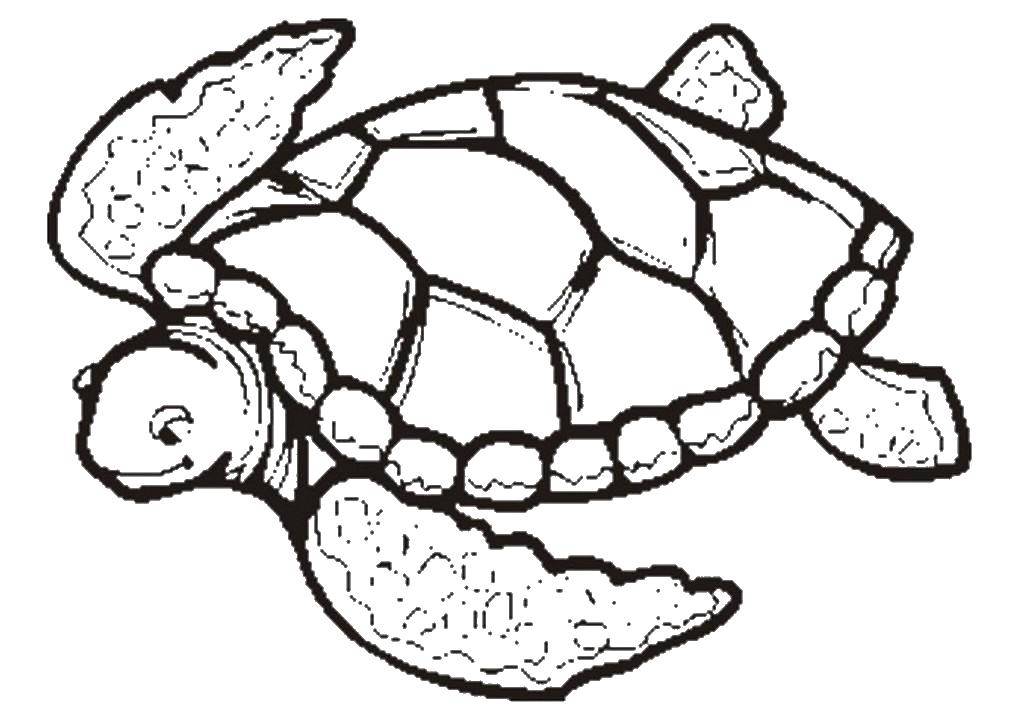 Раскраски Черепаха черепашка  Черепаха плывёт