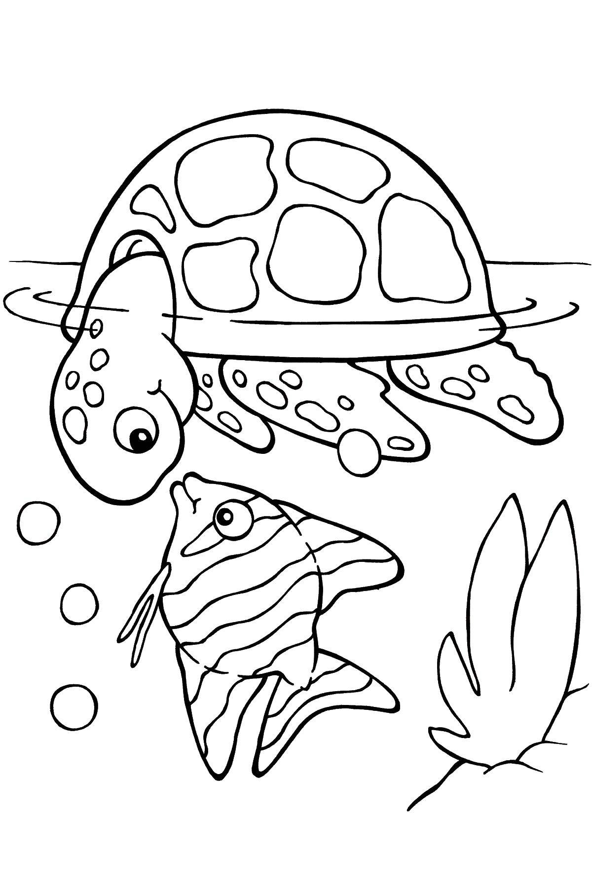 Раскраски Черепаха черепашка  Черепашке интересна рыбка