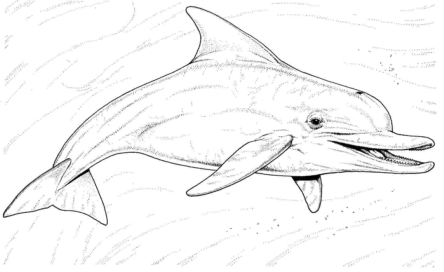 Раскраски дельфины дельфин   Дельфин, вода