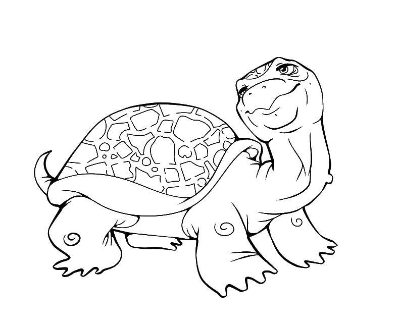Раскраски Черепаха черепашка  Добряк черепаха