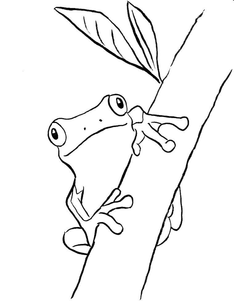 Раскраски весна для детей  Древесная лягушка на ветке