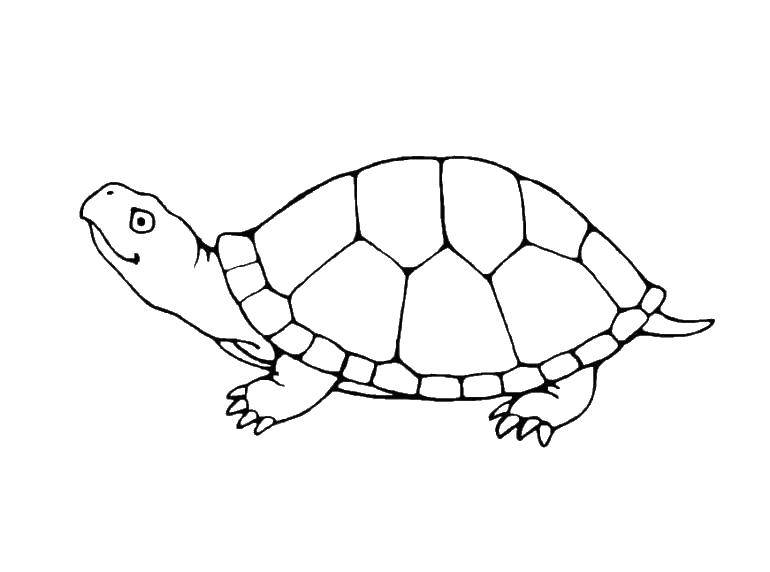Раскраски Черепаха черепашка  Короткие лапки черепахи