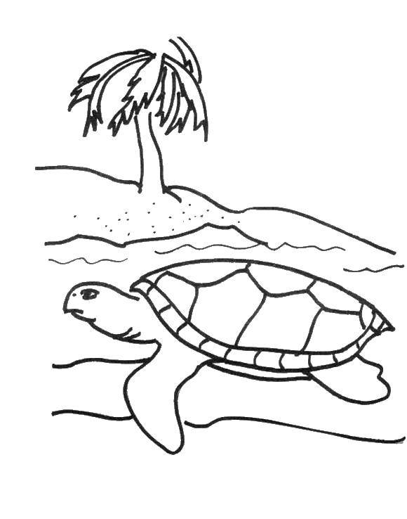 Раскраски Черепаха черепашка  Морская черепашка на пляже