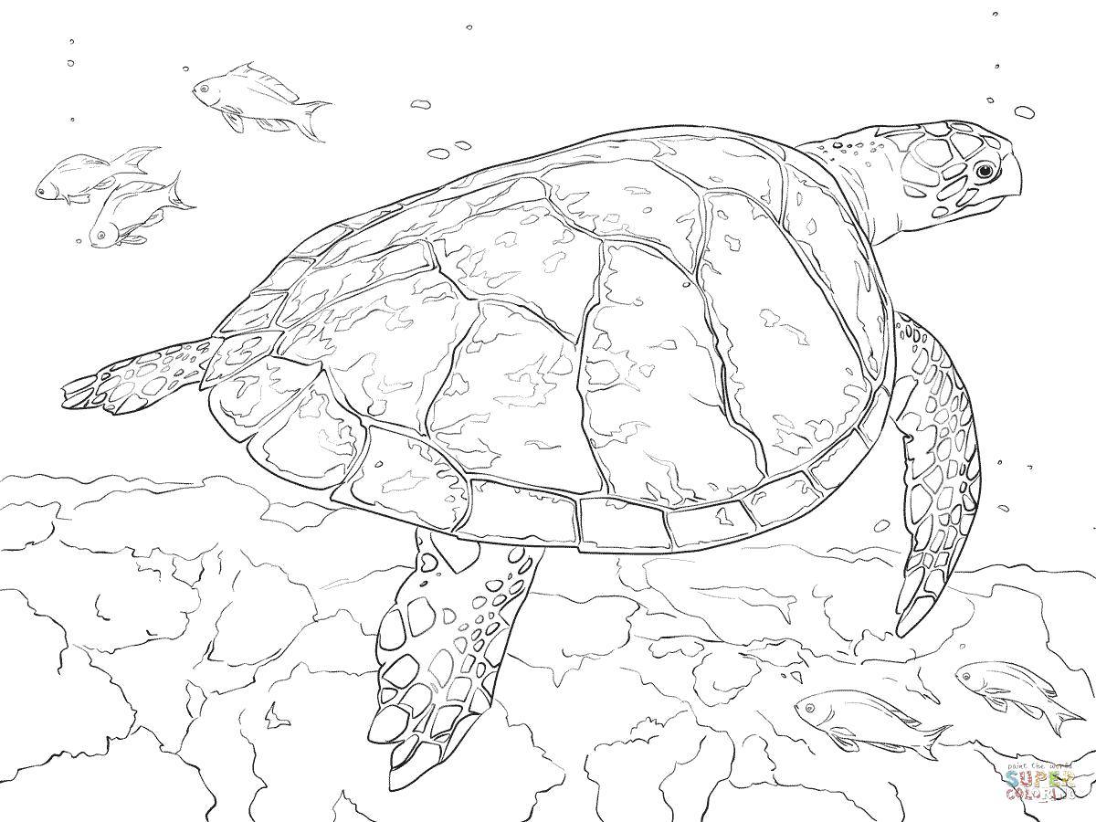 Раскраски Черепаха черепашка  Морская черепашка плавает у дна