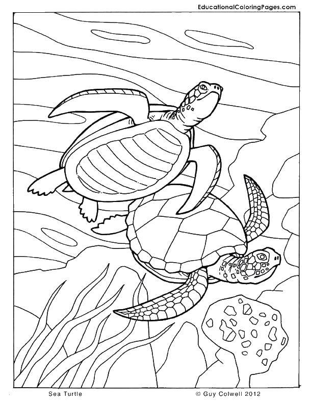 Раскраски Черепаха черепашка  Морские черепахи в стае