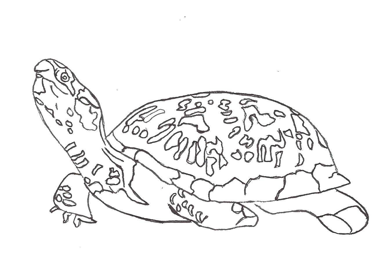 Раскраски Черепаха черепашка  Необычная черепаха