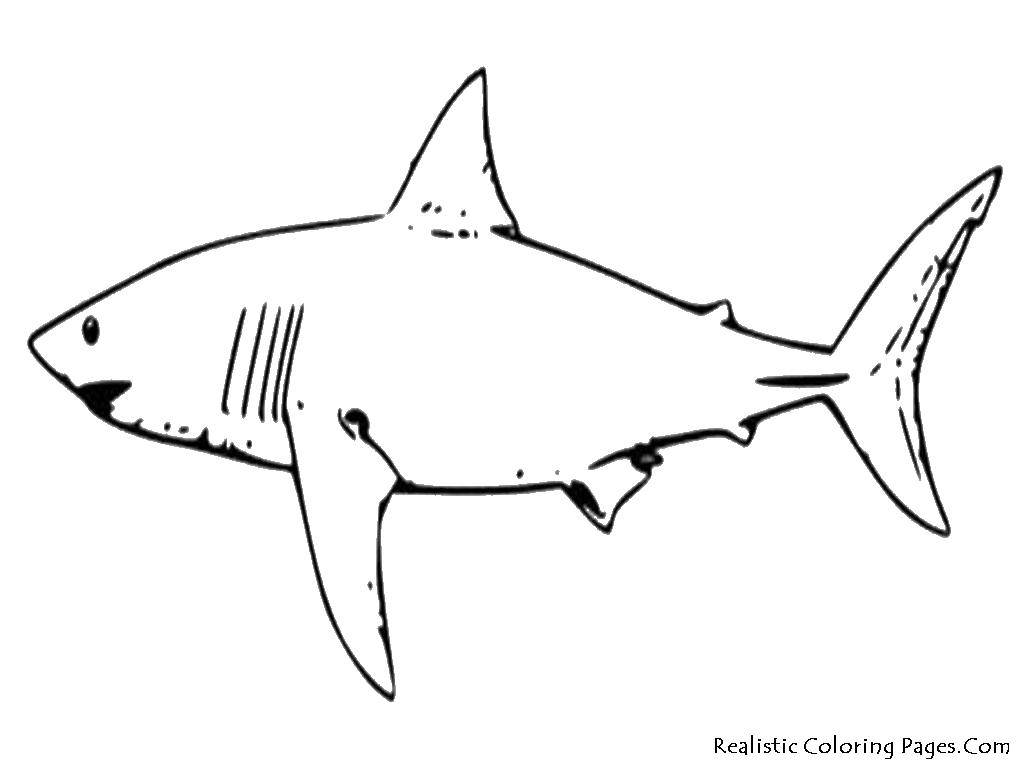 раскраски акула акулы   Плывущая акула